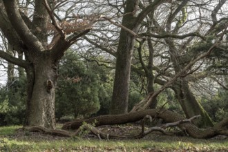 Old hut oaks (Quercus robur) and junipers (Juniperus communis), Meppener Weide, Emsland, Lower