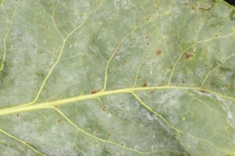 Sugar beet (Beta vulgaris) leaf with Rust (Uromyces betae) and Powdery mildew (fungal plant