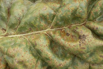Sugar beet (Beta vulgaris) leaf with Rust (Uromyces betae) fungal plant pathogen disease, England,