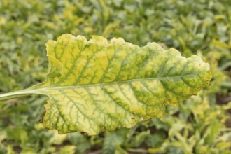 Sugar beet (Beta vulgaris) crop plant leaf in a farm field infected with virus yellows plant