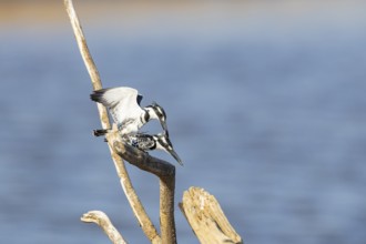 Pied Kingfisher (Ceryle rudis) mating Zambia August