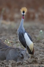 Crowned Crane (Balearica regulorum) and Worthog searching food South Luangwa NP Zambia August