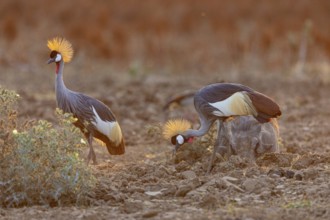 Crowned Crane (Balearica regulorum) and Worthog searching food South Luangwa NP Zambia August
