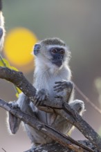 Vervet Monkey (Cercopithecus aethiops) South Luangwa NP Zambia August