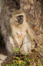 Vervet Monkey (Cercopithecus aethiops) eating some fruit South Luangwa NP Zambia August