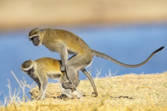 Vervet Monkey (Cercopithecus aethiops) mating South Luangwa NP Zambia August