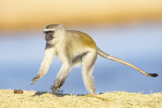 Vervet Monkey (Cercopithecus aethiops) South Luangwa NP Zambia August