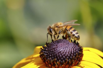 European honey bee (Apis mellifera), collecting nectar from a flower of the yellow coneflower