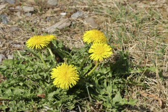 Dandelion (Taraxacum), yellow flowers at the edge of a field path, spring, Wilnsdorf, North
