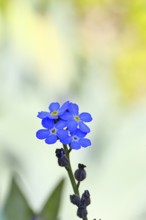 Marsh forget-me-not (Myosotis palustris), true forget-me-not in bloom in spring, close-up,