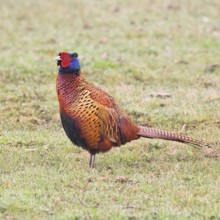 Pheasant, hunting pheasant (Phasianus colchicus), adult male bird in a meadow, wildlife, Lembruch,