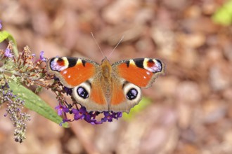Peacock butterfly (Inachis io) sucking nectar on butterfly bush (Buddleja davidii), in a natural