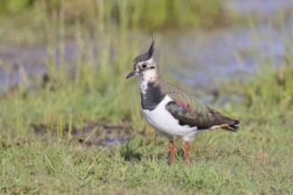 Lapwing (Vanellus vanellus), in splendid plumage, foraging in a marshy meadow, wildlife, Lembruch,