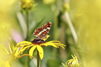 Land carder (Araschnia levana), summer generation, closed wings, underside of wings, on a flower of