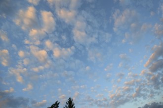 Large fleecy clouds (Altocumulus), Mecklenburg-Vorpommern, Germany