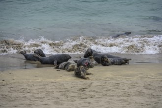 Seals on the beach, Great-Blasket Island, Dunquin, Kerry, Ireland