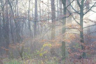 European beech with remnants of autumn-coloured foliage in a misty forest, rays of light, European