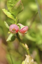 Blueberry blossom (Vaccinium myrtillus), European blueberry, blueberry, wild blueberry (Vaccinium