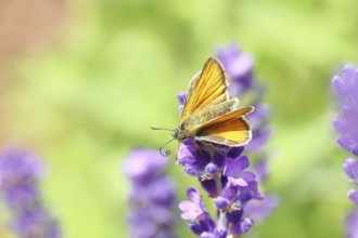 Large skipper (Ochlodes venatus), collecting nectar from a flower of Common lavender (Lavandula