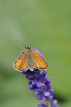 Large skipper (Ochlodes venatus), collecting nectar from a flower of Common lavender (Lavandula