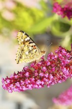 Thistle butterfly (Vanessa cardui) on a flower of the butterfly bush (Buddleja davidii), butterfly