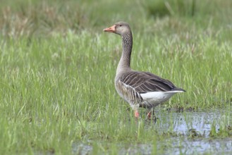 Grey goose (Anser anser) on a moor, Dümmer, Lake Dümmer, Ochsenmoor, Hüde, Lower Saxony, Germany