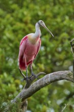 A pink bird resting on a branch and looking to the side, Roseate Spoonbill (Ajaja ajaja), Spring,