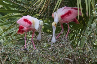Two pink birds watching each other on branches, Roseate Spoonbill (Ajaja ajaja), Spring, Orlando