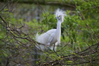 An elegant white heron with a ruffled crown of feathers stands on a branch in the greenery, Great