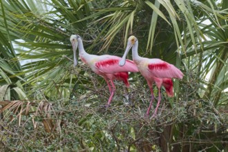 Two pink birds are perched on branches of dense bushes, Roseate Spoonbill (Ajaja ajaja), spring,
