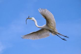 A magnificent bird flies with a branch through the blue sky, Great Egret (Egretta alba), spring,