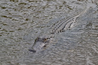 An alligator swimming just below the water surface and approaching, American alligator (Alligator