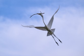 An elegant bird shot in the blue sky with a branch in its beak, Great Egret (Egretta alba), spring,