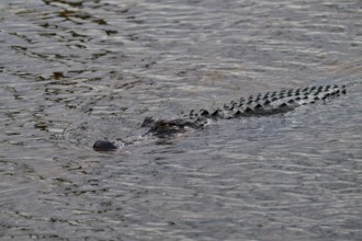 An alligator swimming in the river, only back and tail visible, American alligator (Alligator