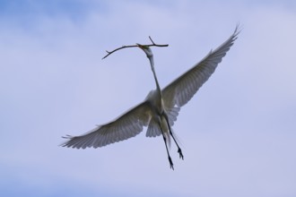 A magnificent bird flies through the clear sky with a branch in its beak, Great Egret (Egretta