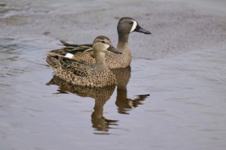 Two ducks swimming peacefully in still water, their plumage patterns clearly visible, Blue-winged