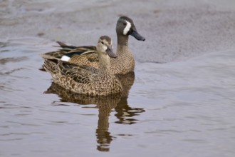 Two ducks swimming calmly on calm water. The plumage shows fine patterns, blue-winged teal (Spatula
