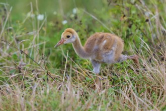 Young chick with brown fluff running through the grass of a natural environment, Canada cranes or