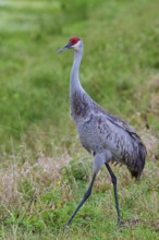 Crane with red head in a green, grassy natural area, Canada cranes or Florida cranes (Grus