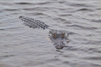 An alligator swimming just below the water surface, only eyes visible, American alligator