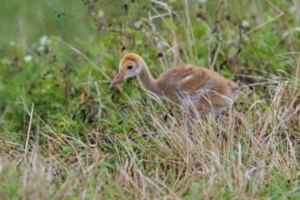 Chicks with brown fluff in the grass of a natural environment, Canada cranes or Florida cranes