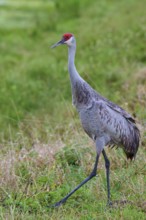 Crane with red head standing in the green grass of a natural environment, Canada cranes or Florida