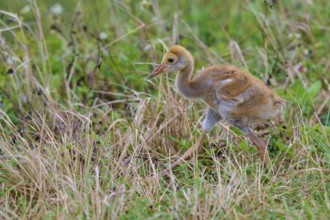 Young chick with brown fluff exploring the grass in a natural environment, Canada cranes or Florida