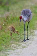 The crane and the chick are attentively searching for food along the wayside, Canada cranes or