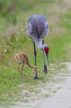 Crane and chicks foraging together on a rural trail, Canada cranes or Florida cranes (Grus