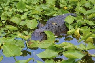 An alligator in the dense green foliage by the water, well camouflaged and calm, American Alligator