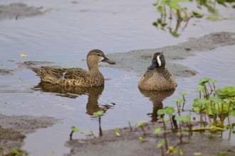 Two ducks swimming relaxed in marsh water, surrounded by plants, blue-winged teal (Spatula