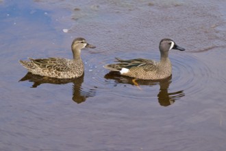 Two ducks relaxing in the water as their reflection shows in the water, Blue-winged Teal (Spatula
