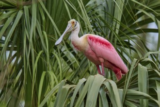 A roseate spoonbill sits in tropical palm trees and shows its exotic feathers, roseate spoonbill