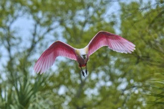 A pink bird flies towards the camera in front of a blue sky, Roseate Spoonbill (Ajaja ajaja),